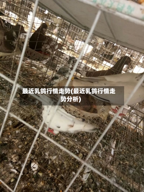 最近乳鸽行情走势(最近乳鸽行情走势分析)
