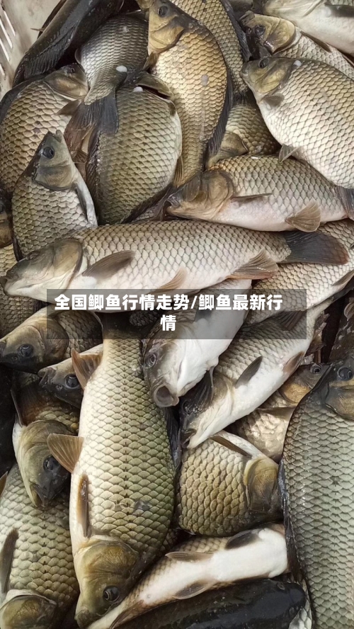 全国鲫鱼行情走势/鲫鱼最新行情-第2张图片