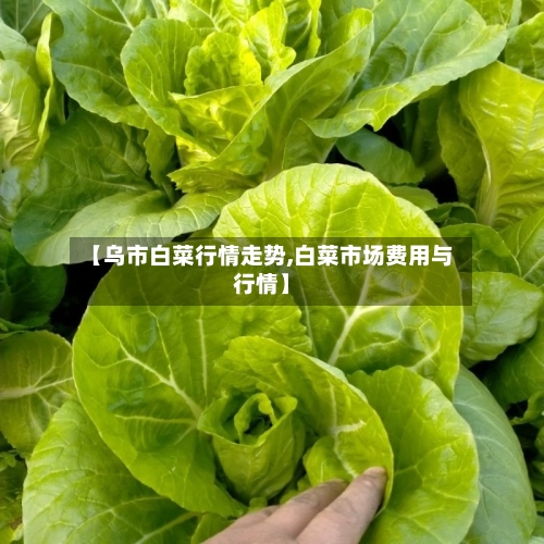 【乌市白菜行情走势,白菜市场费用与行情】
