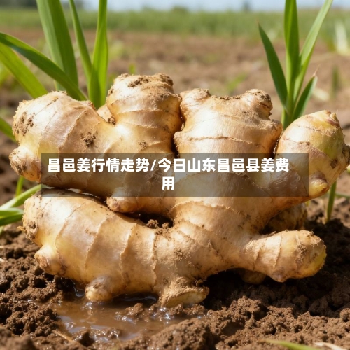昌邑姜行情走势/今日山东昌邑县姜费用
