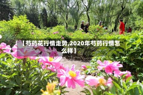 【芍药花行情走势,2020年芍药行情怎么样】-第2张图片