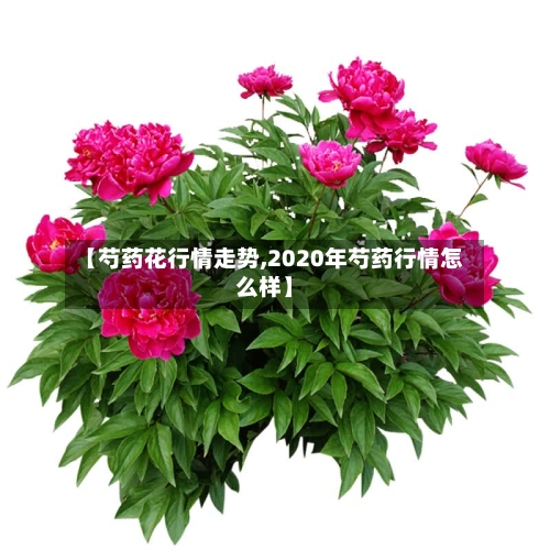 【芍药花行情走势,2020年芍药行情怎么样】